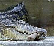 Sobek