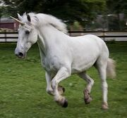 Unicorn