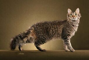 LaPermKitty
