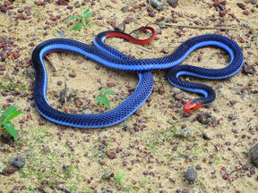 Malaysian Blu Coral Snake