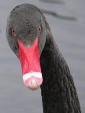 Cigno nero