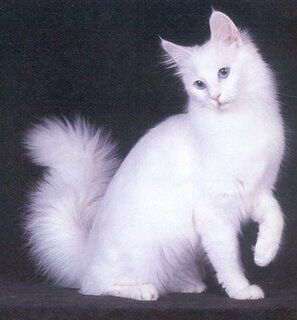 Angora Turco Wiki Animales Fandom