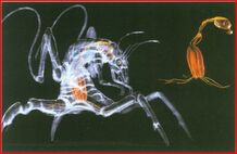 Rachni Creature