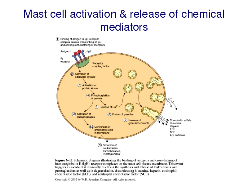 mast cell mastocytosis and mast cell disorders wiki mast cell degranulation