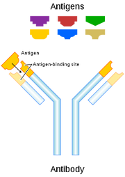 255px-Antibody.svg