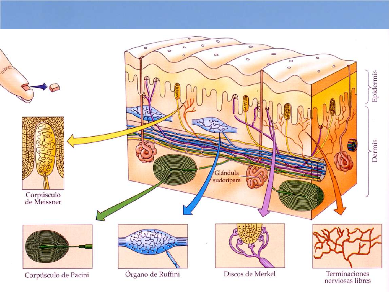 Receptores sensoriales de la piel