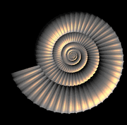 Computer generated shell