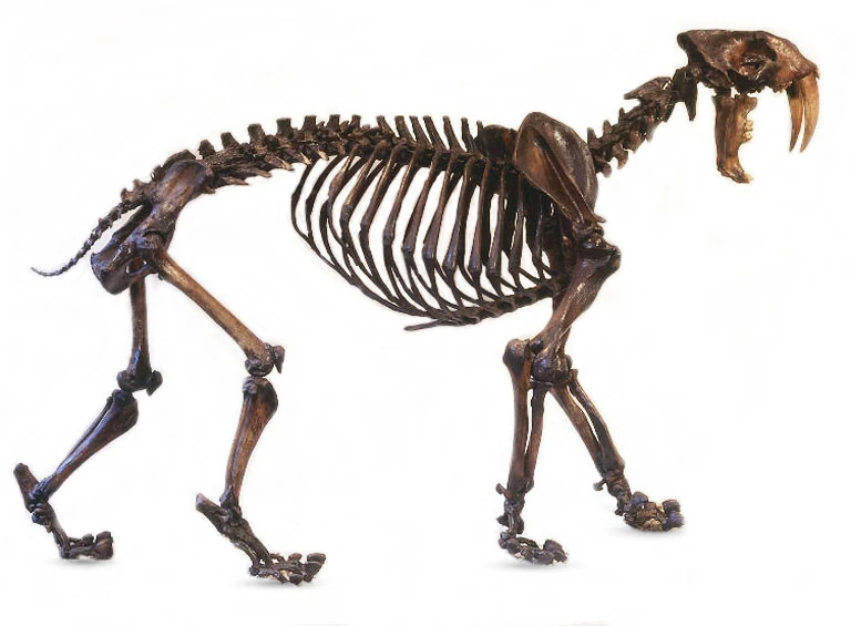 Saber Tooth Tigers Max Steel Reboot Wiki FANDOM powered by Wikia