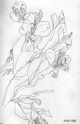 File:Orchids.jpg