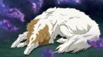 Borzoi