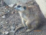 Meerkat Lily