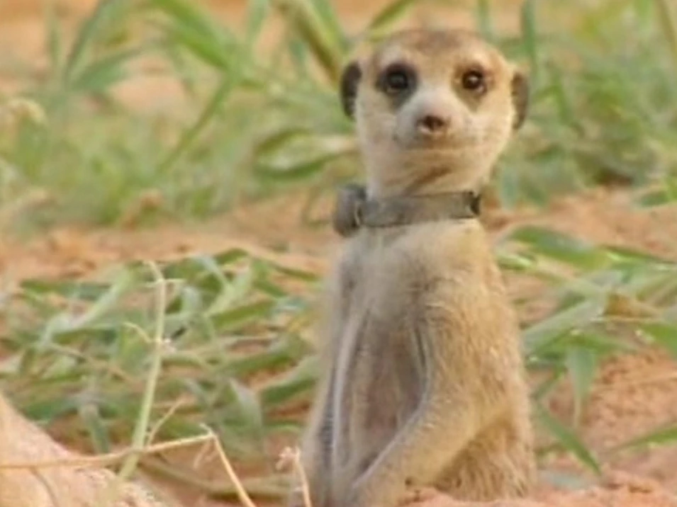 Image Flower..jpg Meerkats Wiki FANDOM powered by Wikia