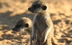 Ren and Stumpy
