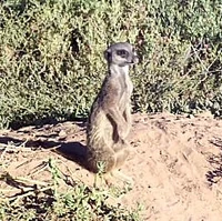 Jabulani Ungulungu Meerkats Wiki Fandom