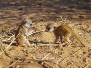 Nomads pups
