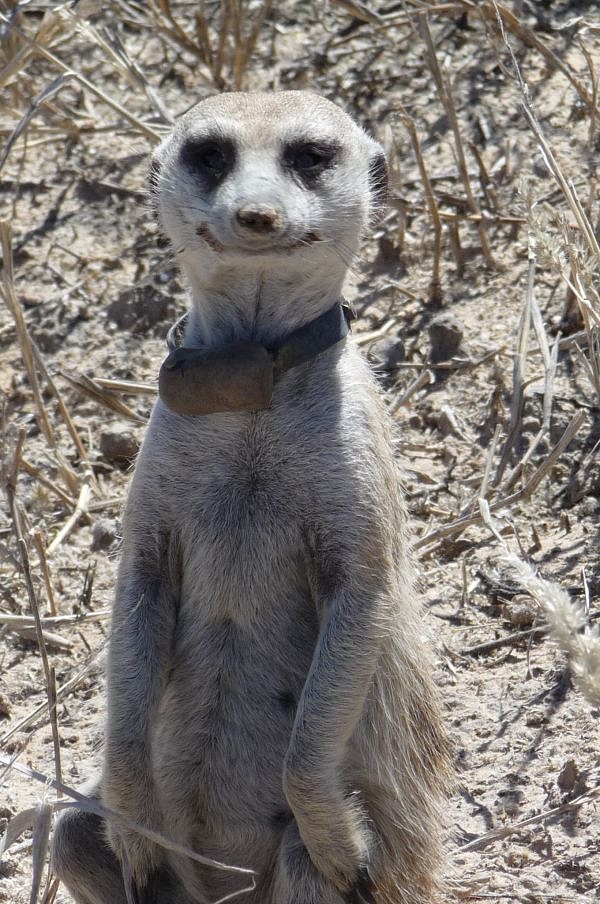 Image - Zaphod VVM032.jpg | Meerkats Wiki | FANDOM powered by Wikia