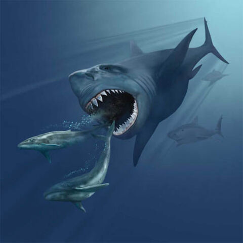 File:VMNH megalodon.jpg