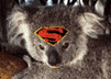 SuperKoala