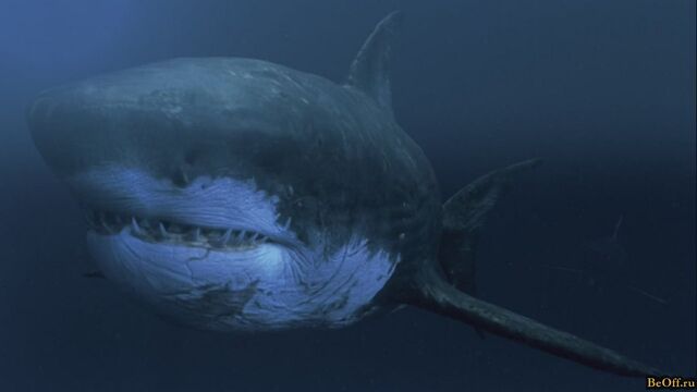 File:Mega Shark.jpg