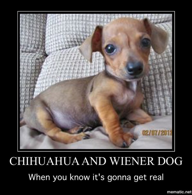 Chihuahua Wont Drink Water Chihuahua Wont Drink Water