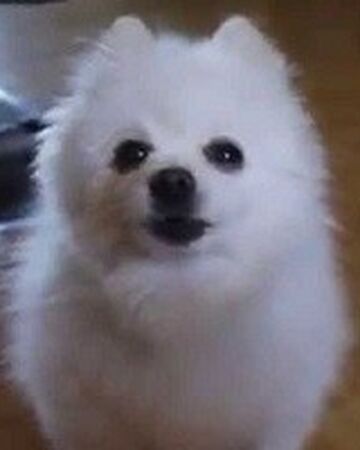 Gabe The Dog Teh Meme Wiki Fandom