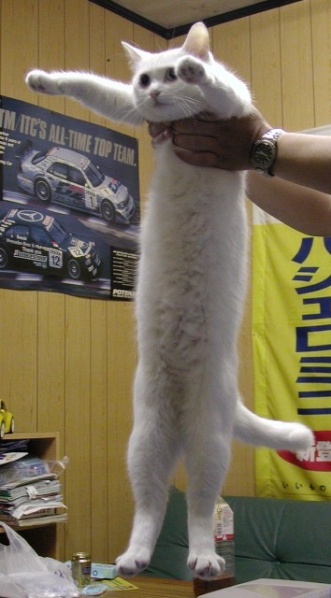Longcat | Teh Meme Wiki | FANDOM powered by Wikia
