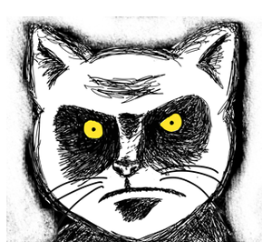Angry-cat-glare