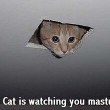 Ceiling Cat Teh Meme Wiki Fandom