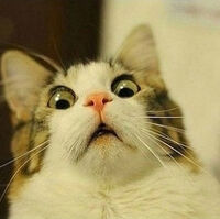 Cat Gasp Teh Meme Wiki Fandom