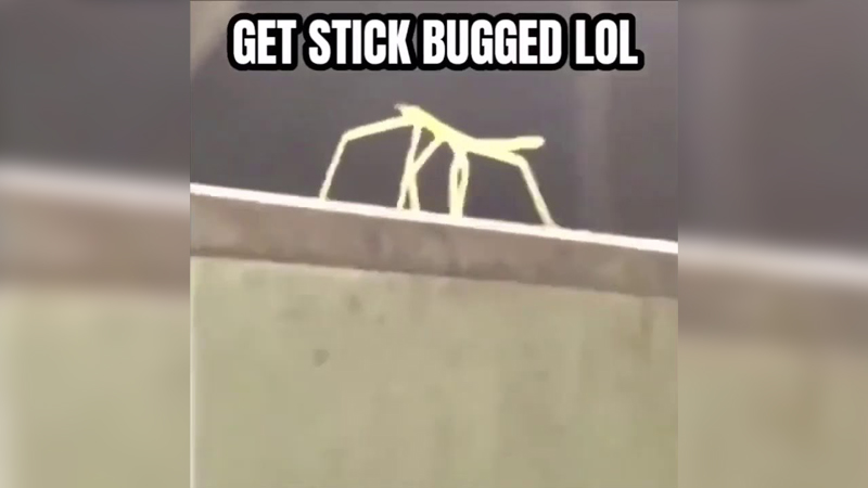 Stickbug | Teh Meme Wiki | Fandom