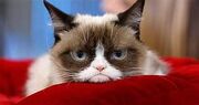 Grumpycat
