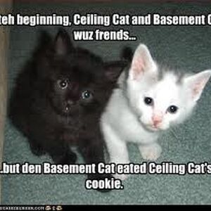 25 Basement Remodeling Ideas Inspiration Basement Cat