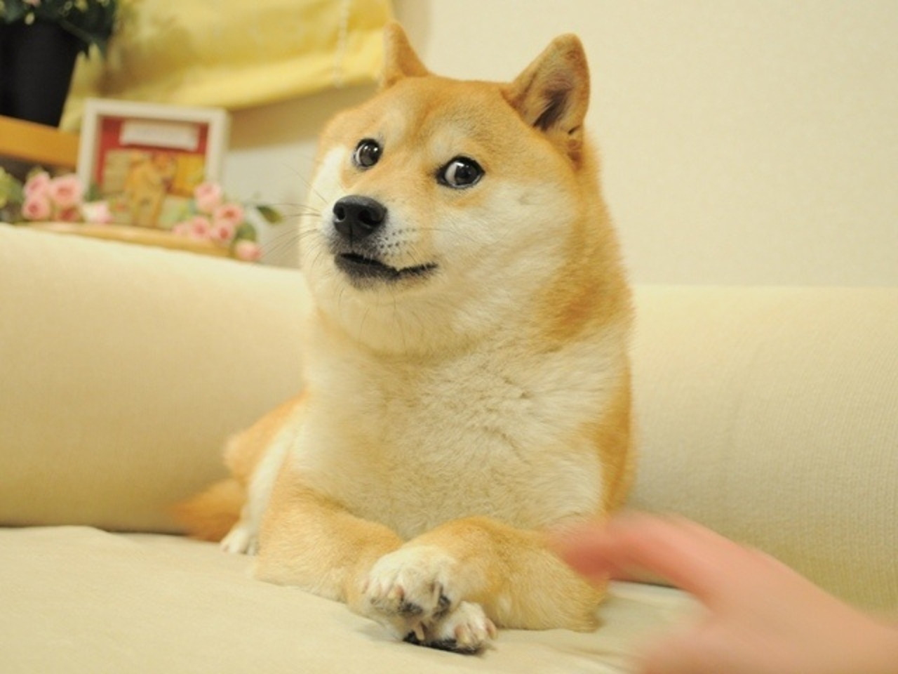 Doge Teh Meme Wiki Fandom Powered By Wikia - 