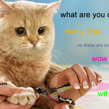 Cate Teh Meme Wiki Fandom