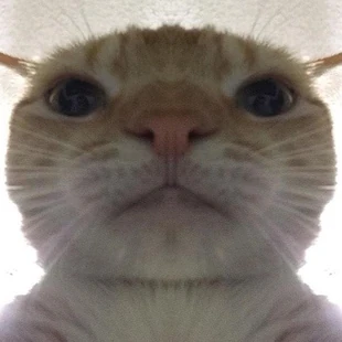 Swag Cat | Teh Meme Wiki | Fandom