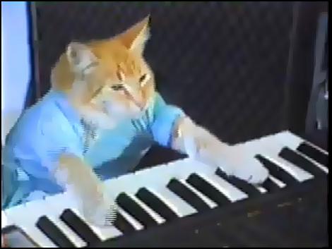 Keyboard Cat | Wiki Memes Pedia | FANDOM powered by Wikia