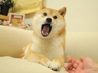 Doge2