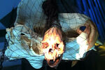 Trophy skull