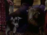 Ziege und Schaf