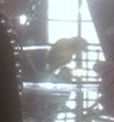 Risa caged bird