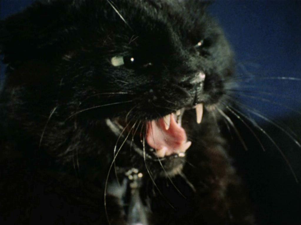 Catspaw il gatto nero Star Trek episodio di Halloween 