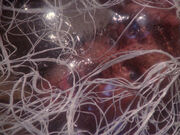 Selenium
