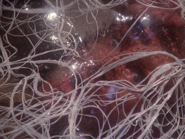 File:Selenium.jpg