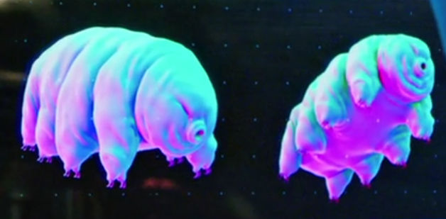giant microbes tardigrade
