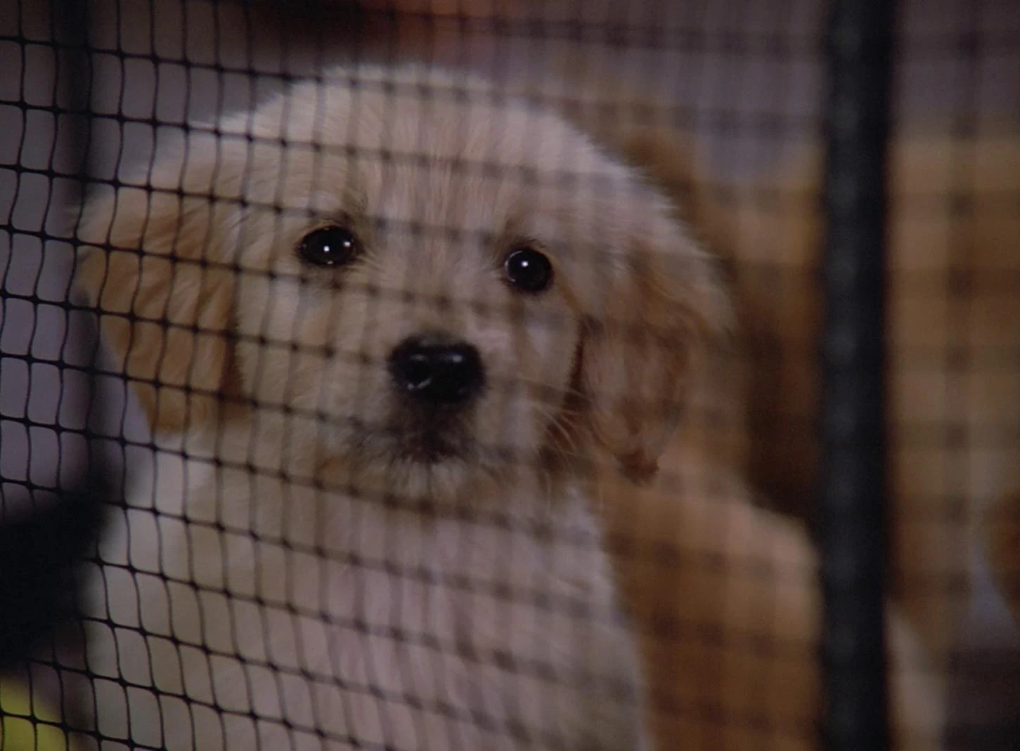 Hund Memory Alpha, das StarTrekWiki FANDOM powered by Wikia