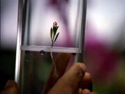 Tuvok orchid