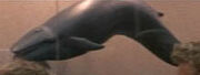 Sei whale model