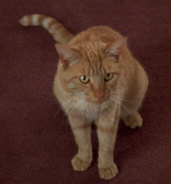 Cat Memory Alpha Fandom