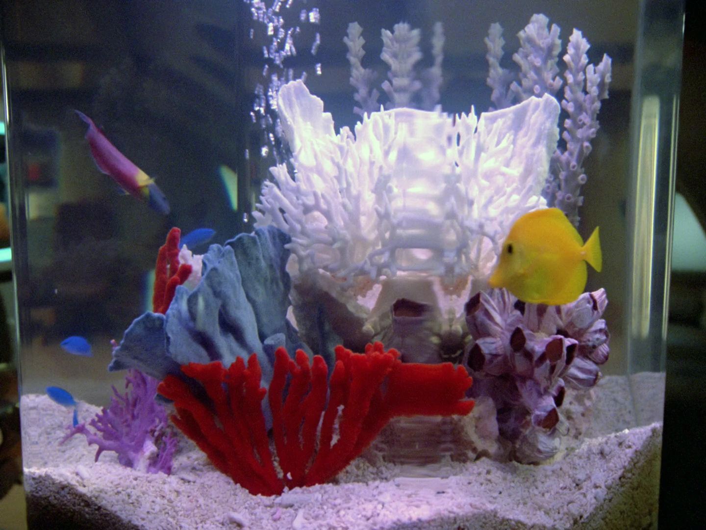 Fish Memory Alpha FANDOM powered by Wikia