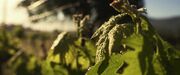 Dew
